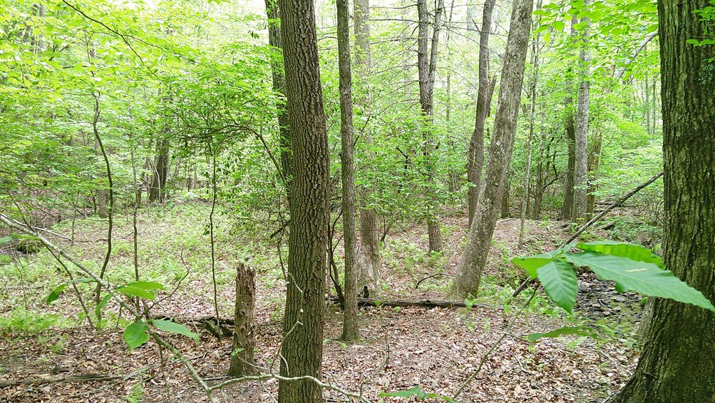 00 Tracks Hollow Property Photo 17