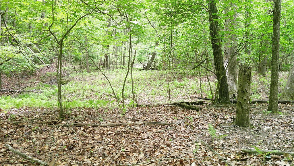 00 Tracks Hollow Property Photo 18