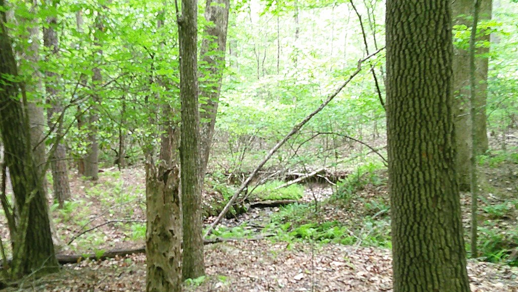 00 Tracks Hollow Property Photo 19