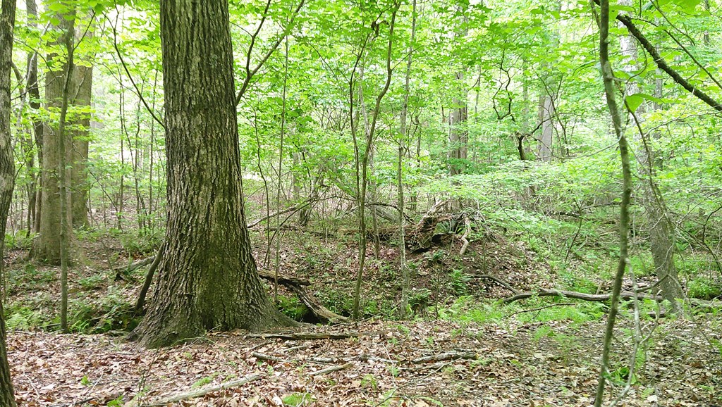 00 Tracks Hollow Property Photo 20