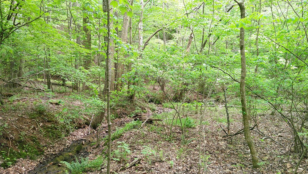 00 Tracks Hollow Property Photo 28
