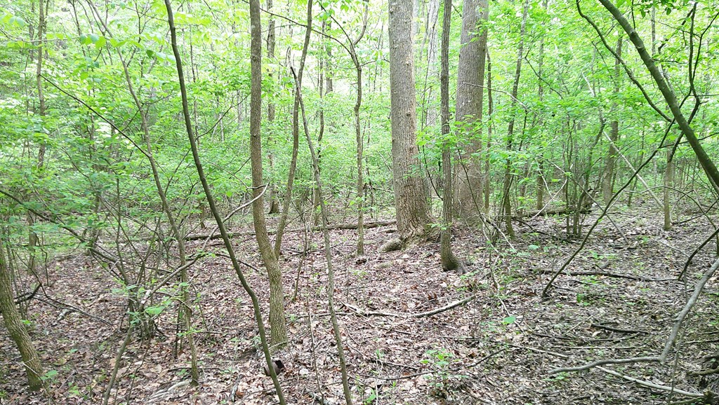 00 Tracks Hollow Property Photo 29
