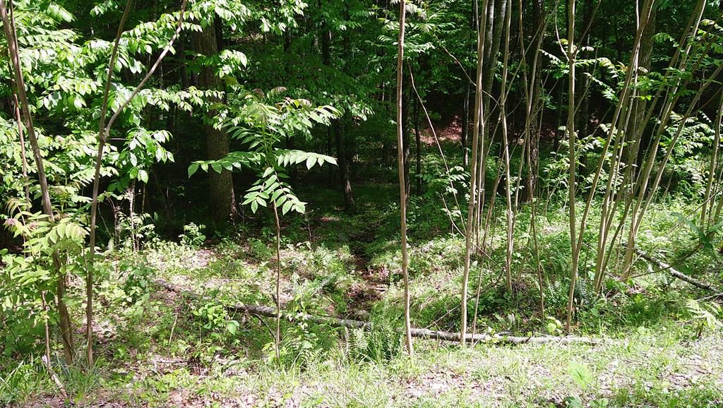 00 Tracks Hollow Property Photo 43