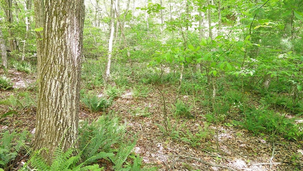 00 Tracks Hollow Property Photo 44