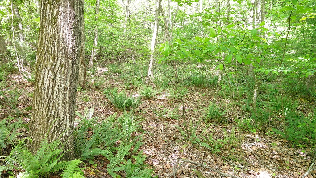00 Tracks Hollow Property Photo 45