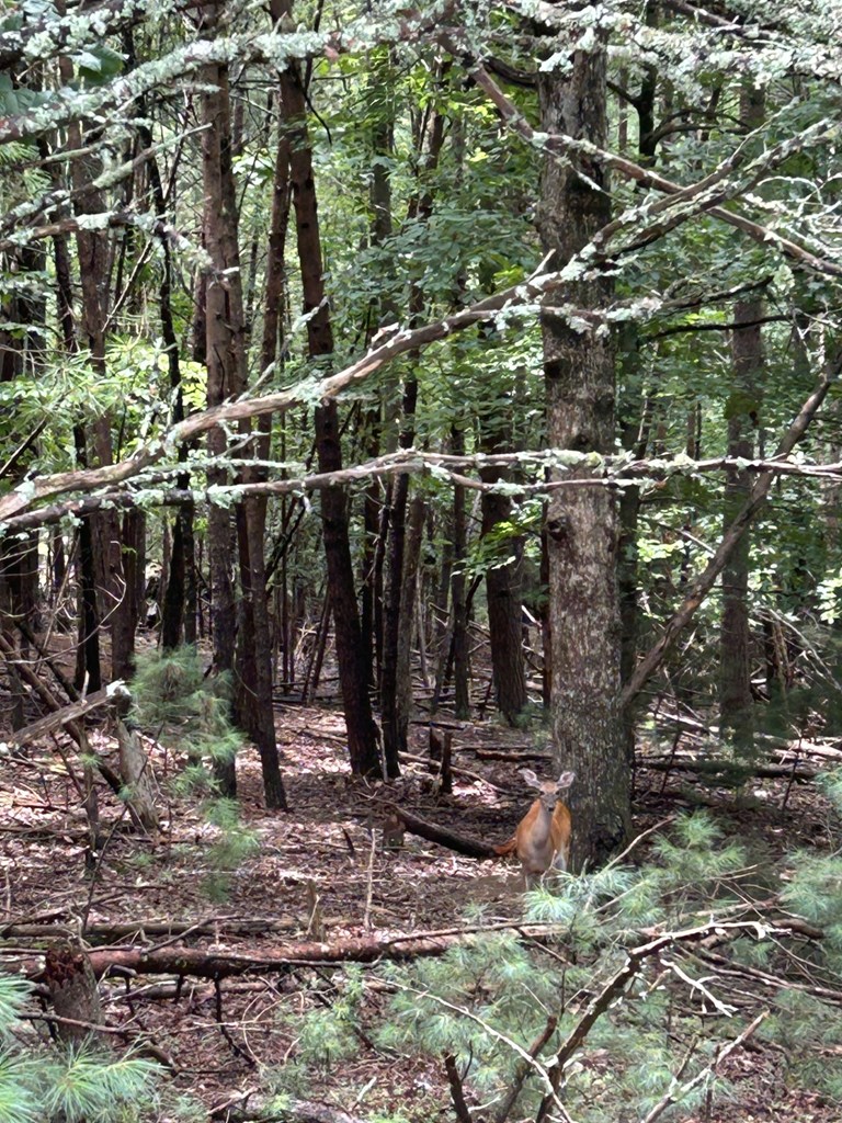 Lot #4 Summit Drive Property Photo 2