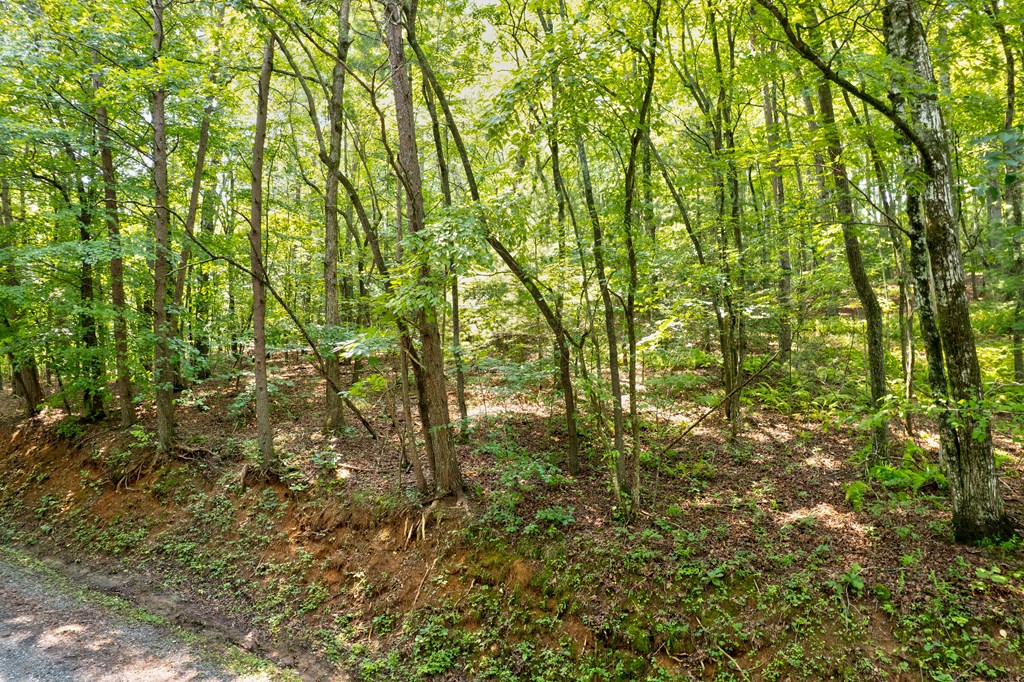 0 Shady Lane Property Photo 6