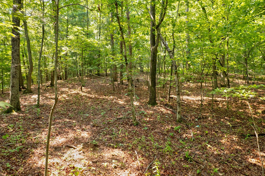 0 Shady Lane Property Photo 10