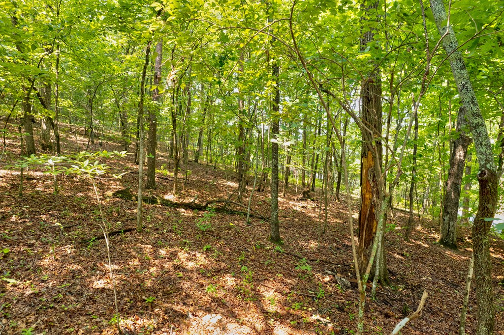 0 Shady Lane Property Photo 11