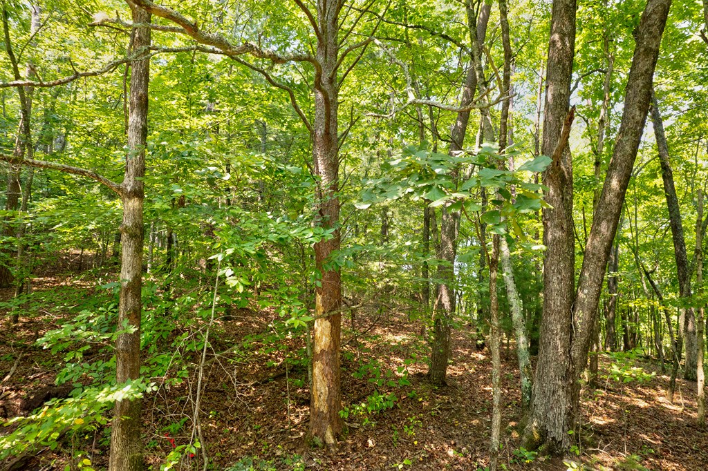 0 Shady Lane Property Photo 13