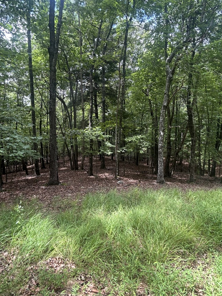 1.5 Liberty Hill Road Property Photo 8