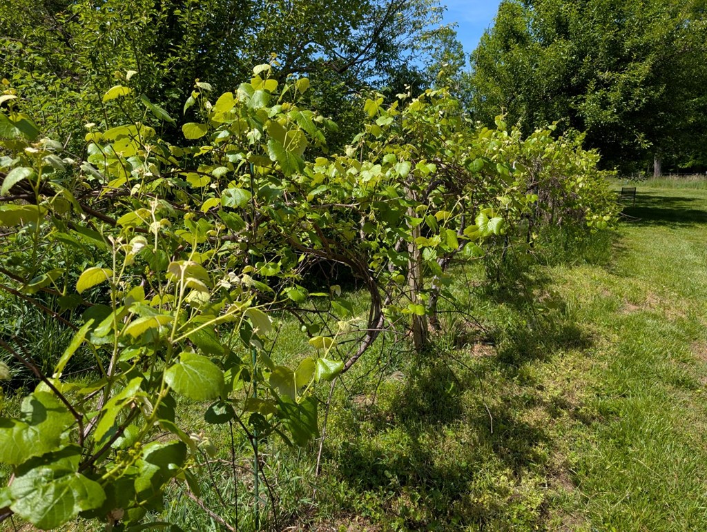 169 E Vineyard Road Property Photo 13