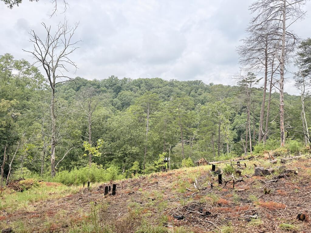 7.58 Ac. James Ed Road Property Photo 17
