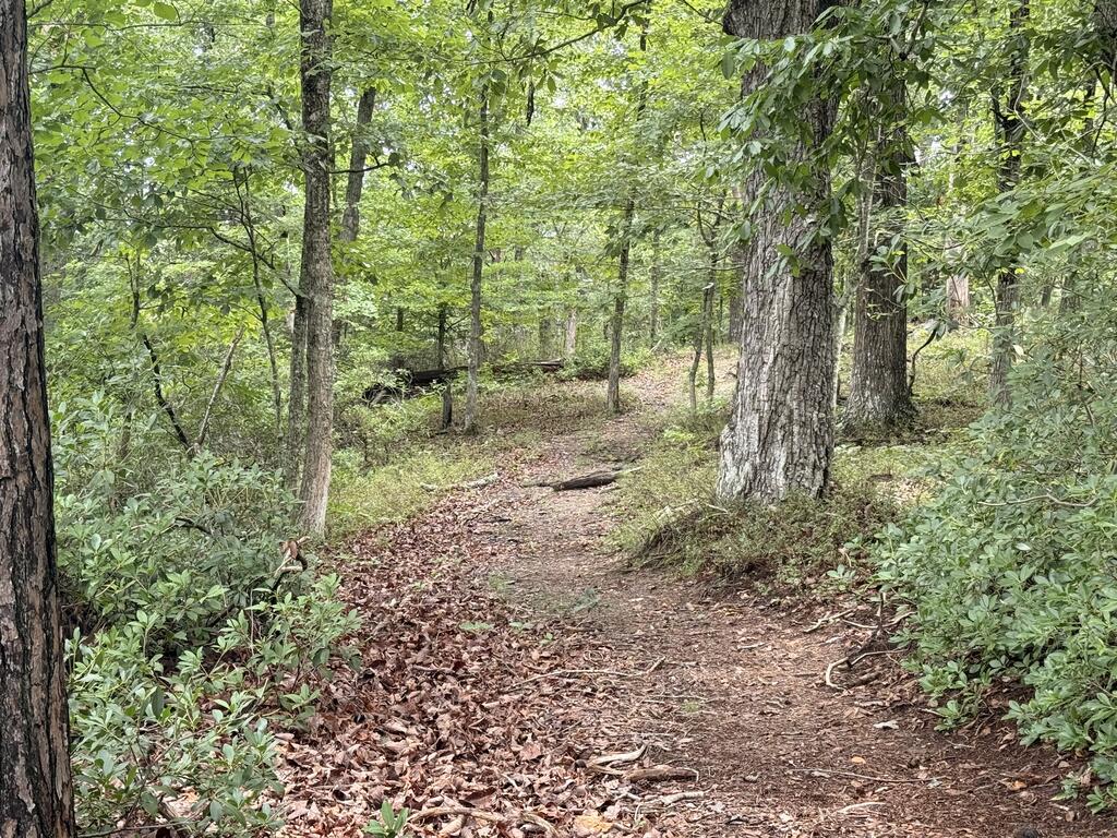 7.58 Ac. James Ed Road Property Photo 19