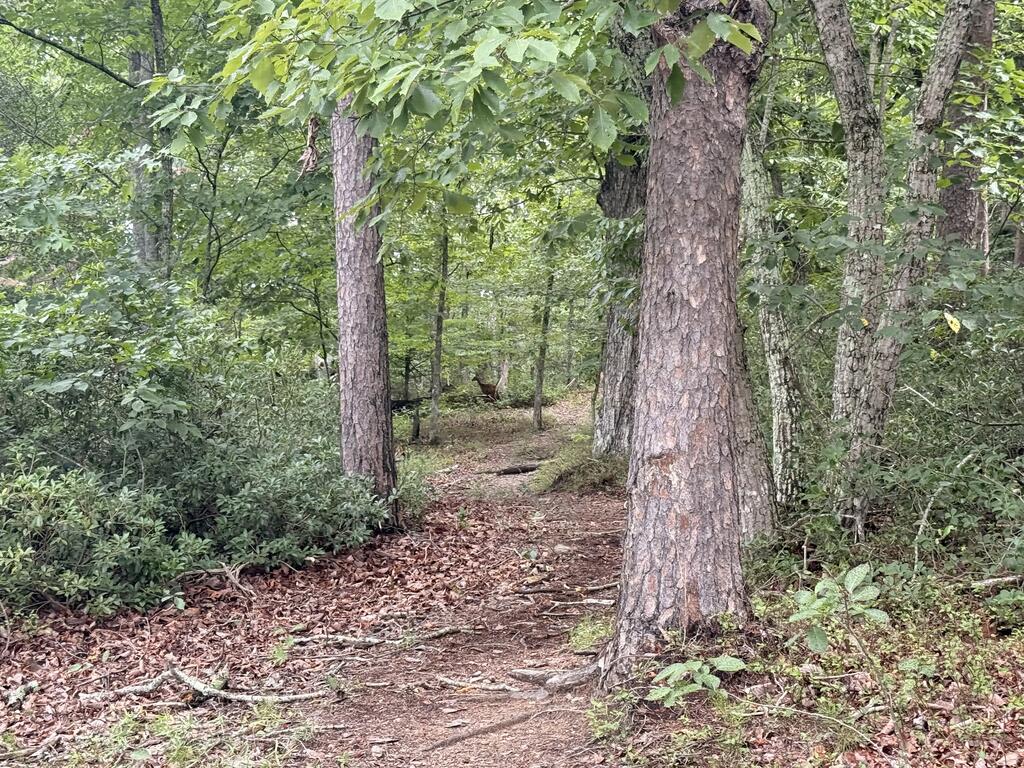7.58 Ac. James Ed Road Property Photo 21
