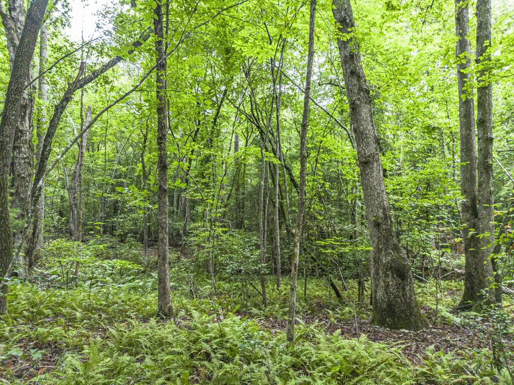 5.34 Ac Hill Top Circle Property Photo 12