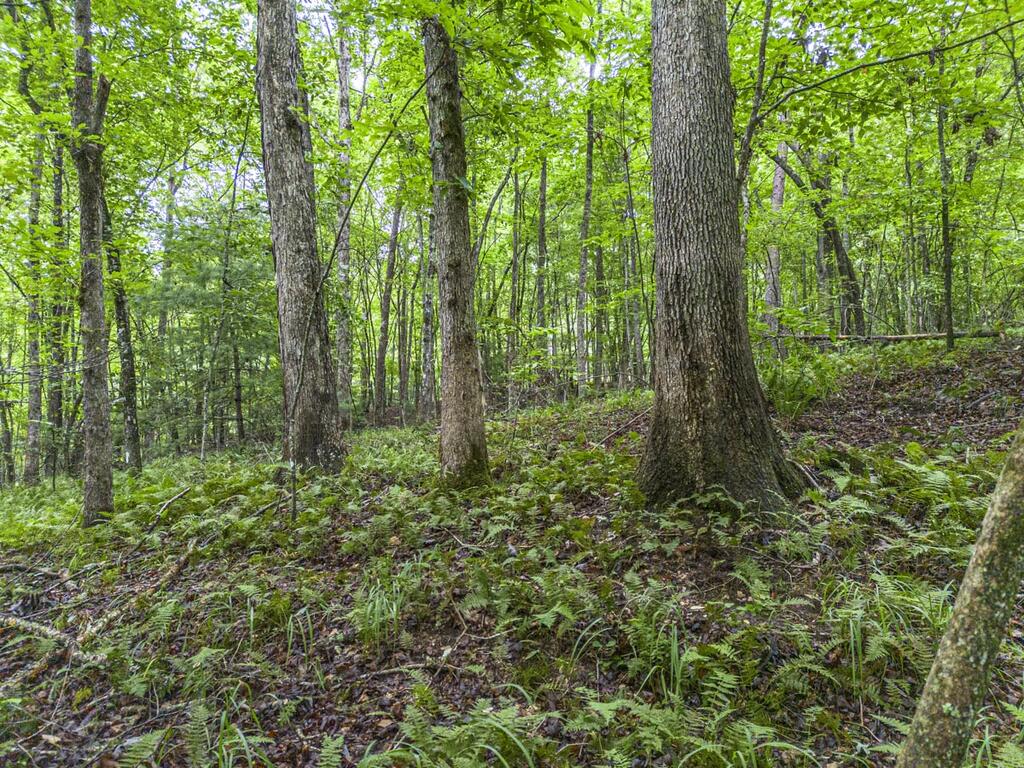 5.34 Ac Hill Top Circle Property Photo 14