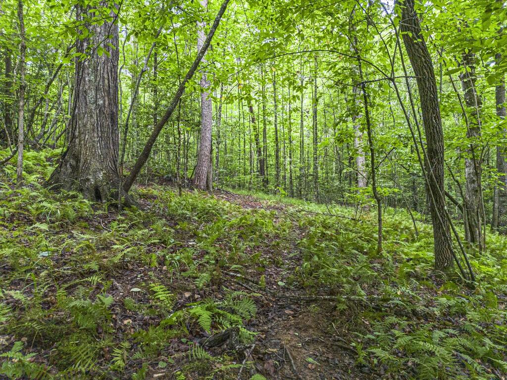 5.34 Ac Hill Top Circle Property Photo 15