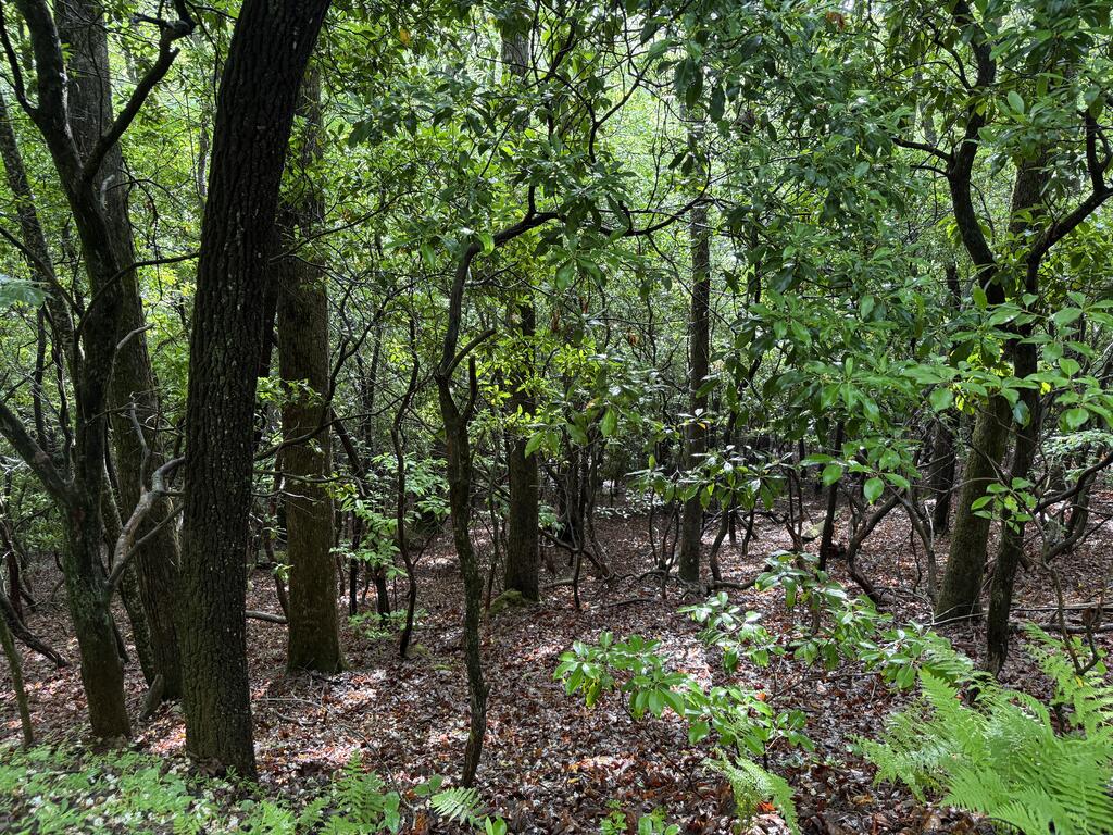Lot 28 Atoah Loop Property Photo 6