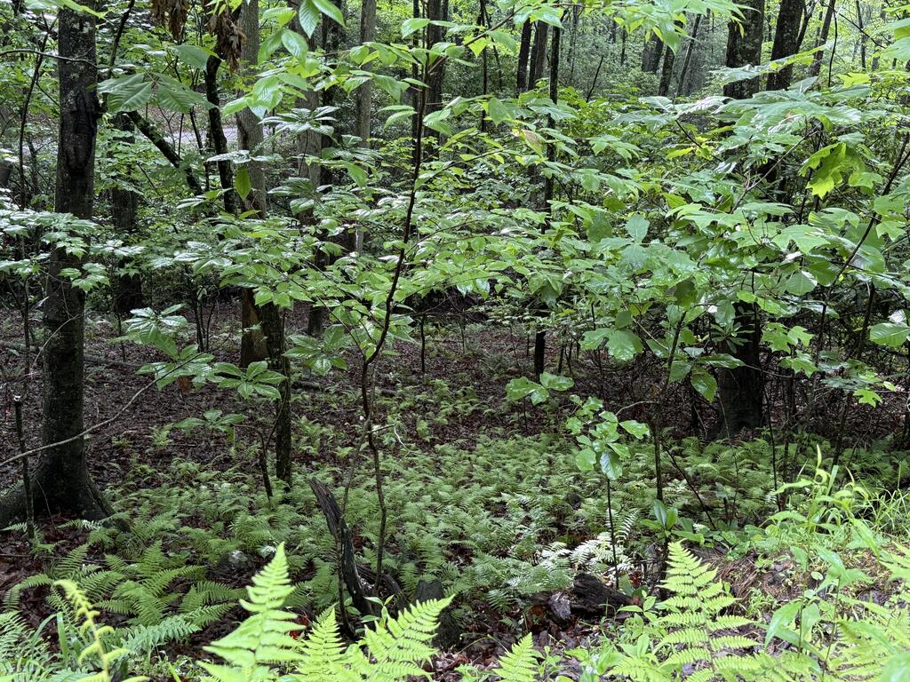 Lot 28 Atoah Loop Property Photo 8