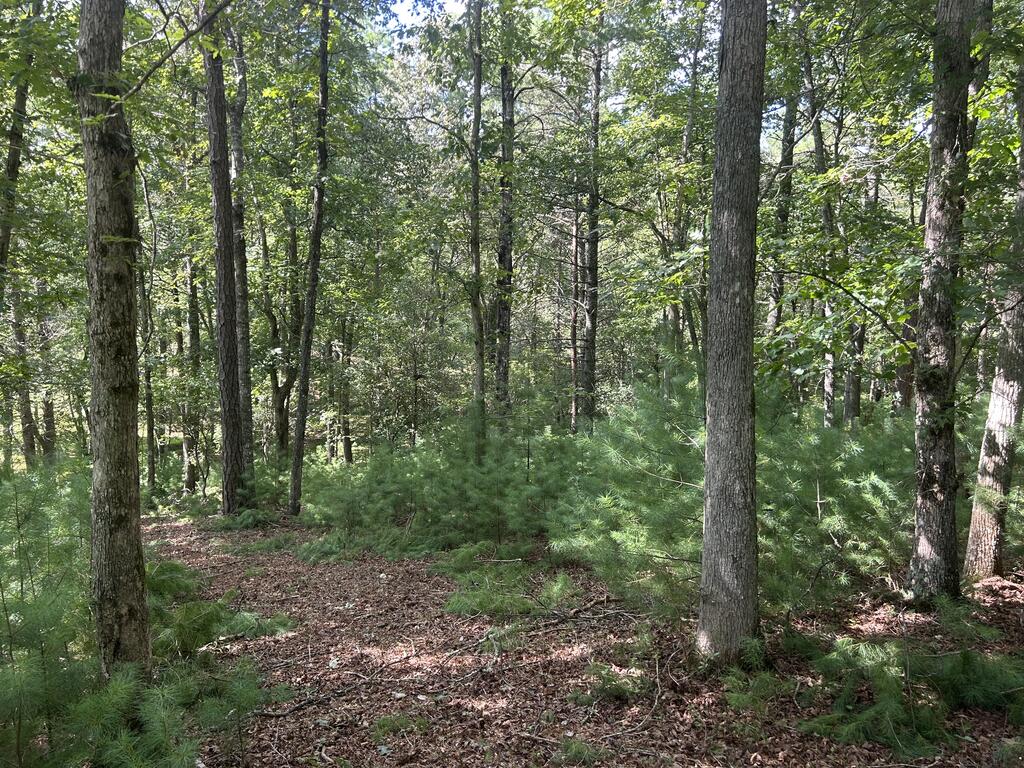 Lt 62 Harmony Way Property Photo 1