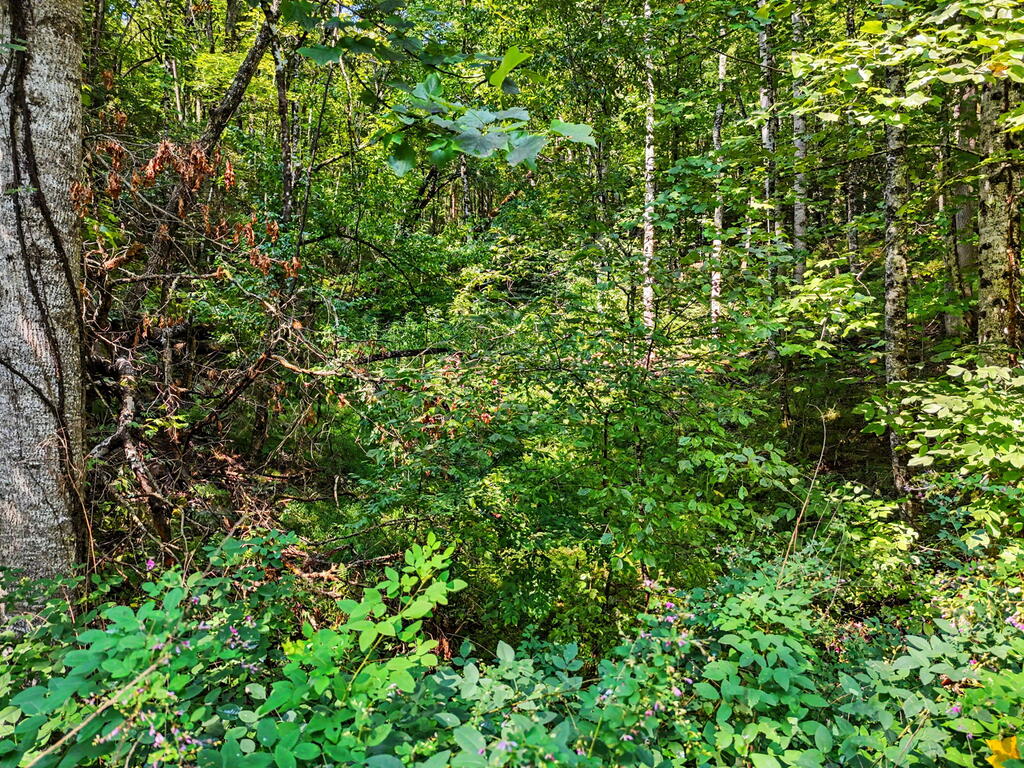 Lot 2 Brasstown Trails Property Photo 3