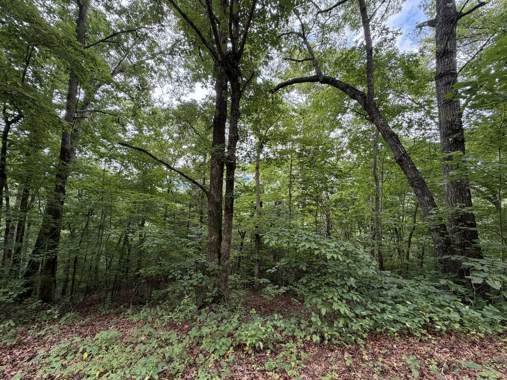 4.63 Twiggs Road Property Photo 2