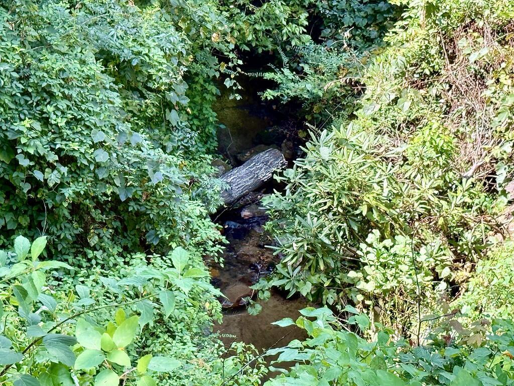 Lot 8 Wild Laurel Property Photo 2