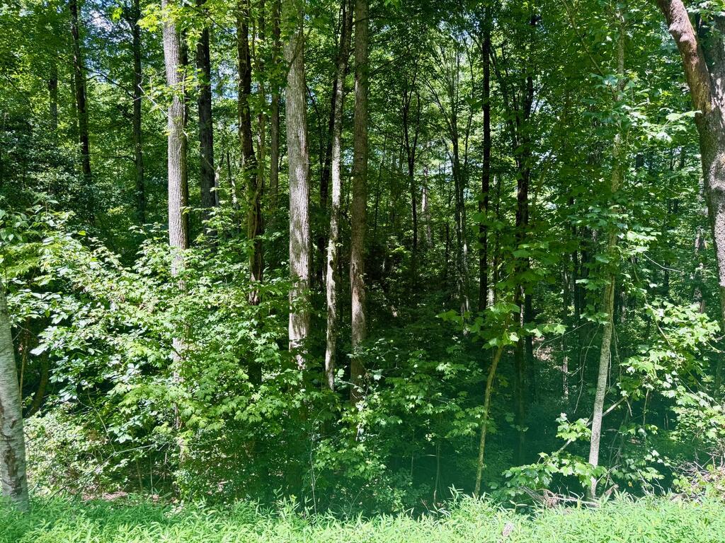 Lot 8 Wild Laurel Property Photo 4