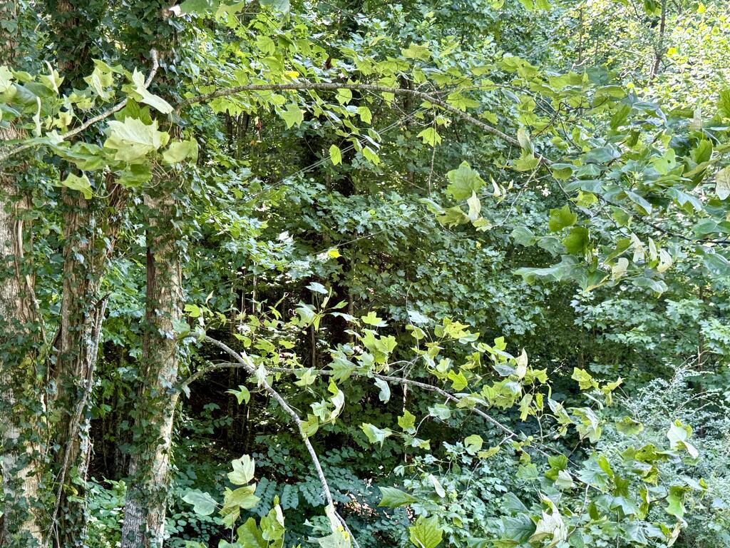 Lot 8 Wild Laurel Property Photo 5