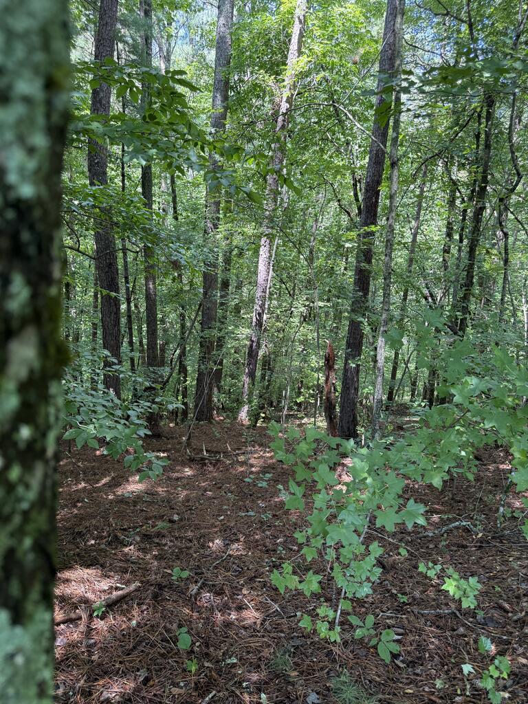 1707 Rebekah Ridge Road Property Photo 6