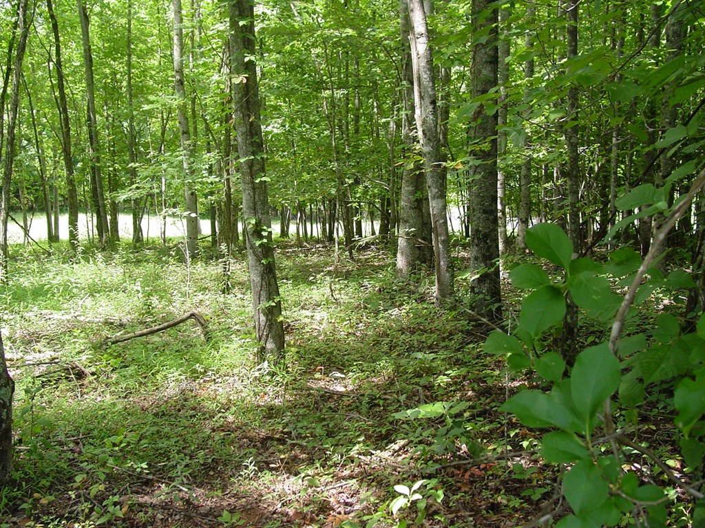 #13 Dan Knob Property Photo 2