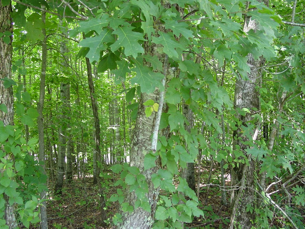 #13 Dan Knob Property Photo 3