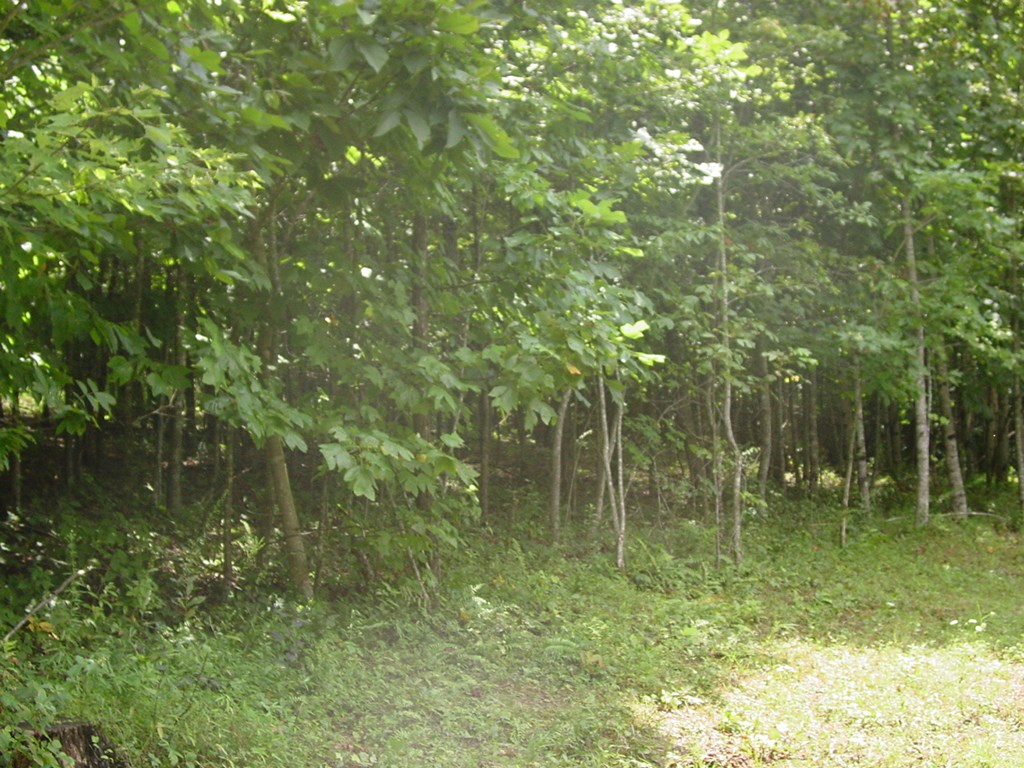 #13 Dan Knob Property Photo 4