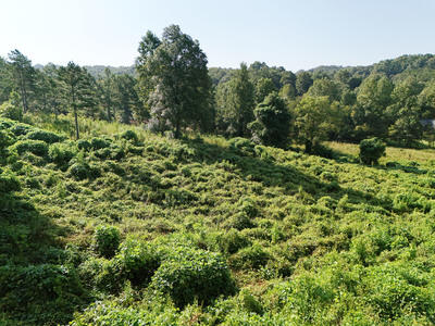 Lot 31 Arbor Creek Trail Property Photo 1