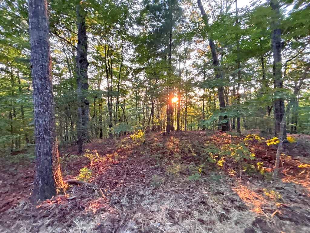Lots1920 Mt. Springer Road Property Photo 15