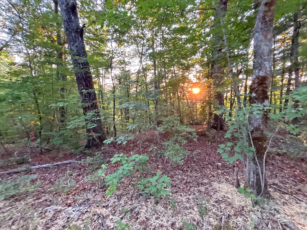 Lots1920 Mt. Springer Road Property Photo 26