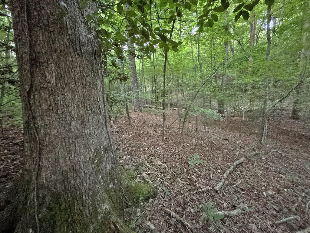 Lots1920 Mt. Springer Road Property Photo 43