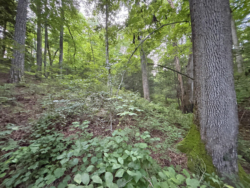 Lots1920 Mt. Springer Road Property Photo 45