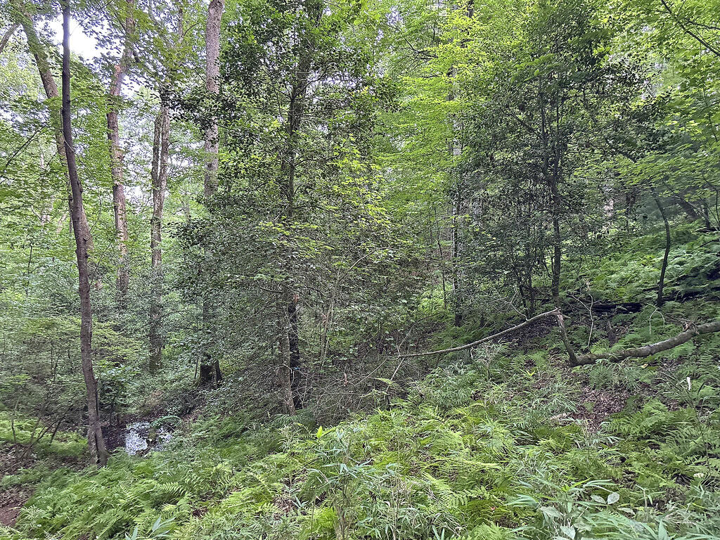 Lots1920 Mt. Springer Road Property Photo 48