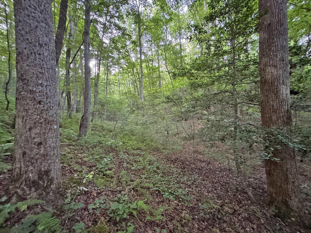 Lots1920 Mt. Springer Road Property Photo 50