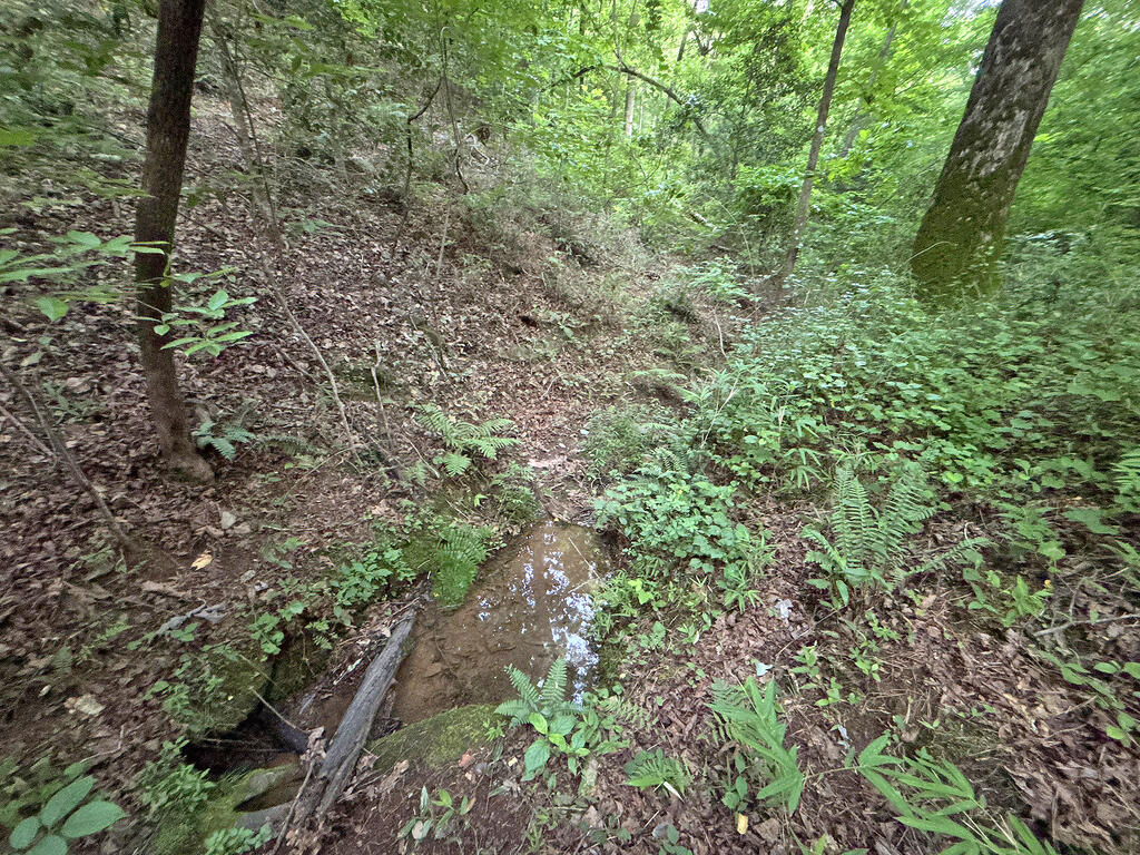 Lots1920 Mt. Springer Road Property Photo 51