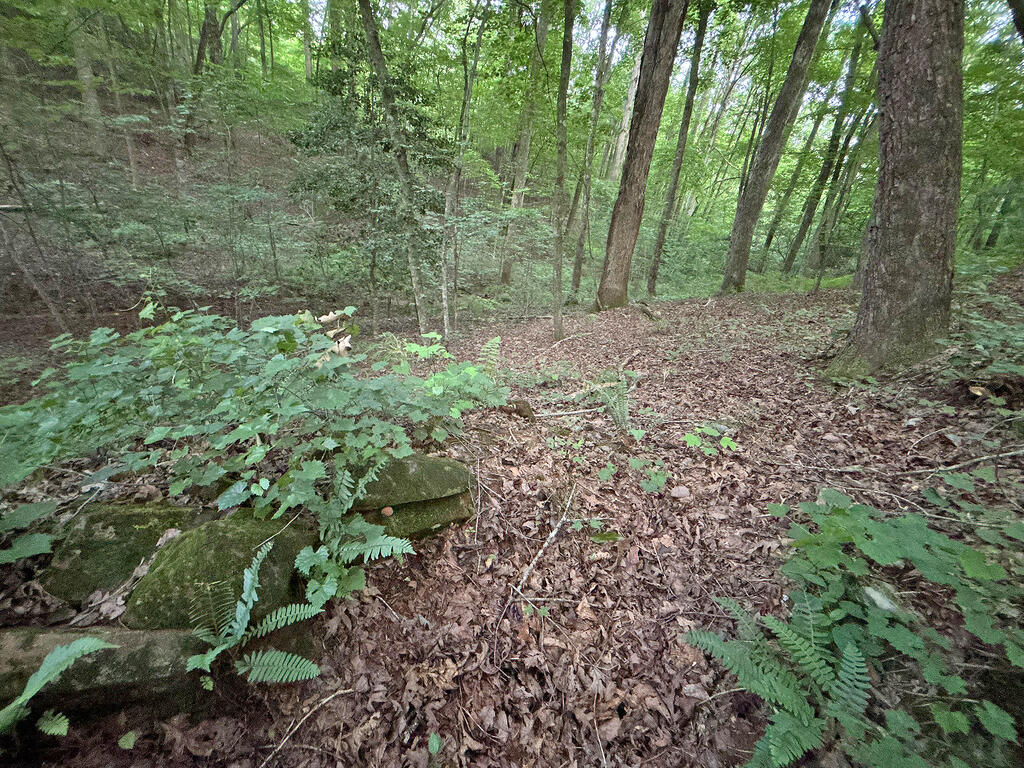 Lots1920 Mt. Springer Road Property Photo 52