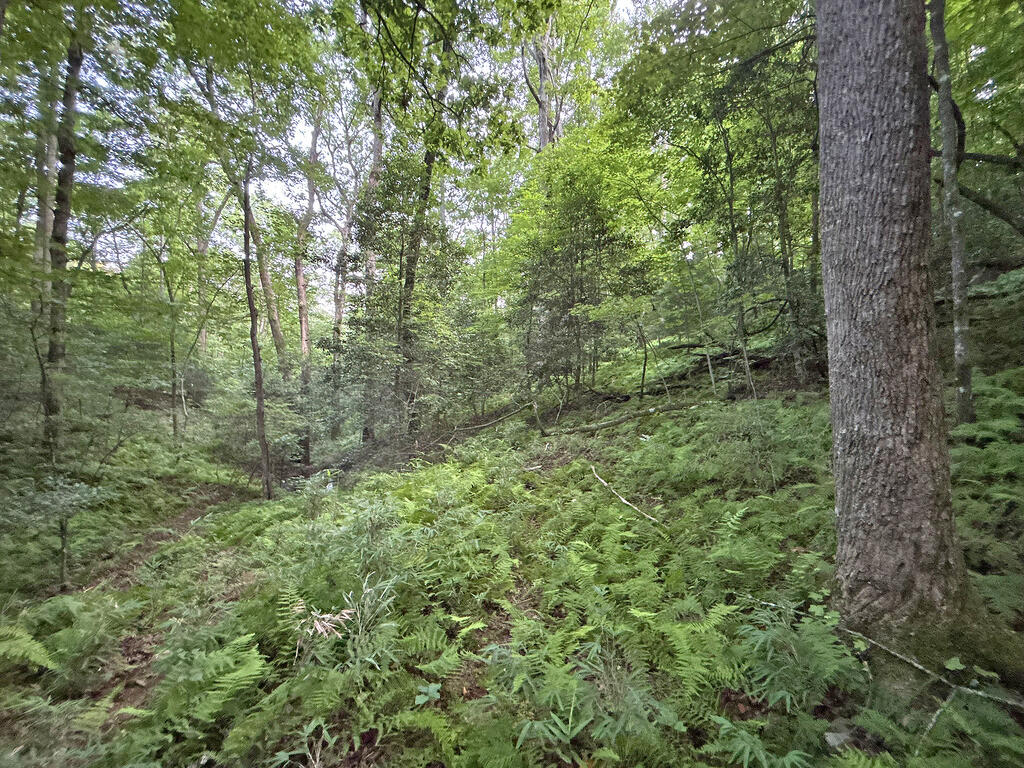 Lots1920 Mt. Springer Road Property Photo 53