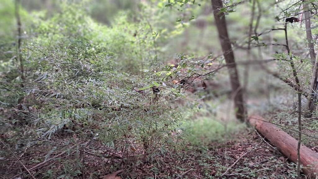202 Standing Rock Lane Property Photo 9