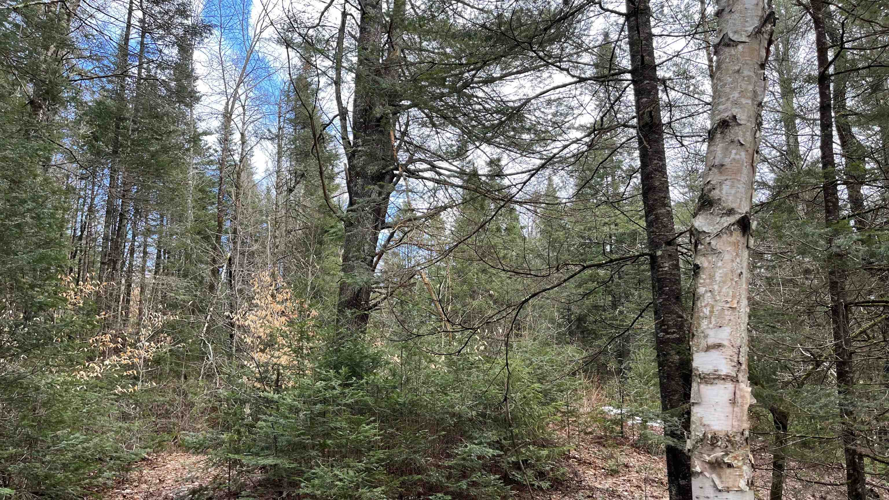 0 Route 155 Property Photo 14