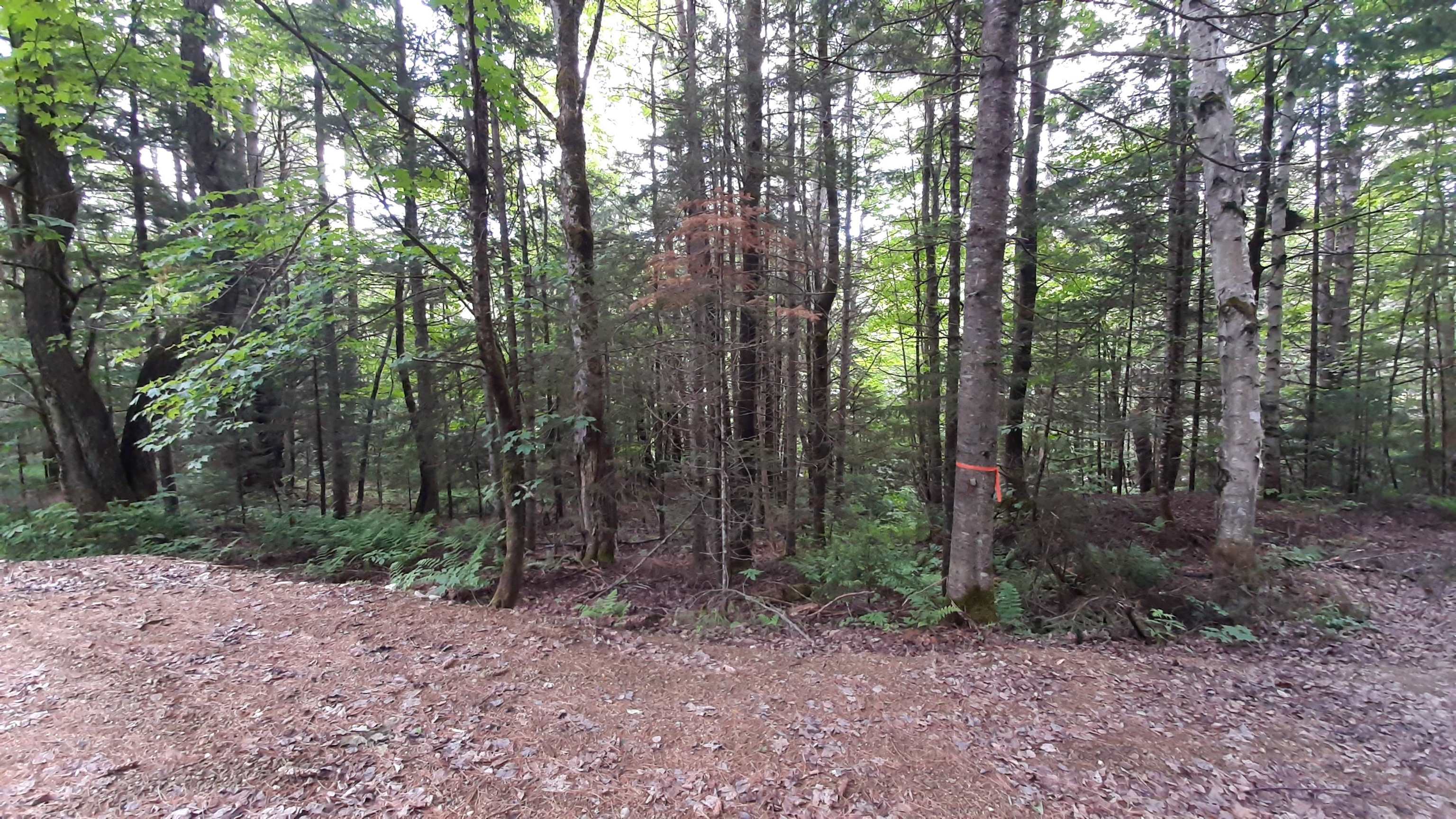 0 Route 155 Property Photo 15