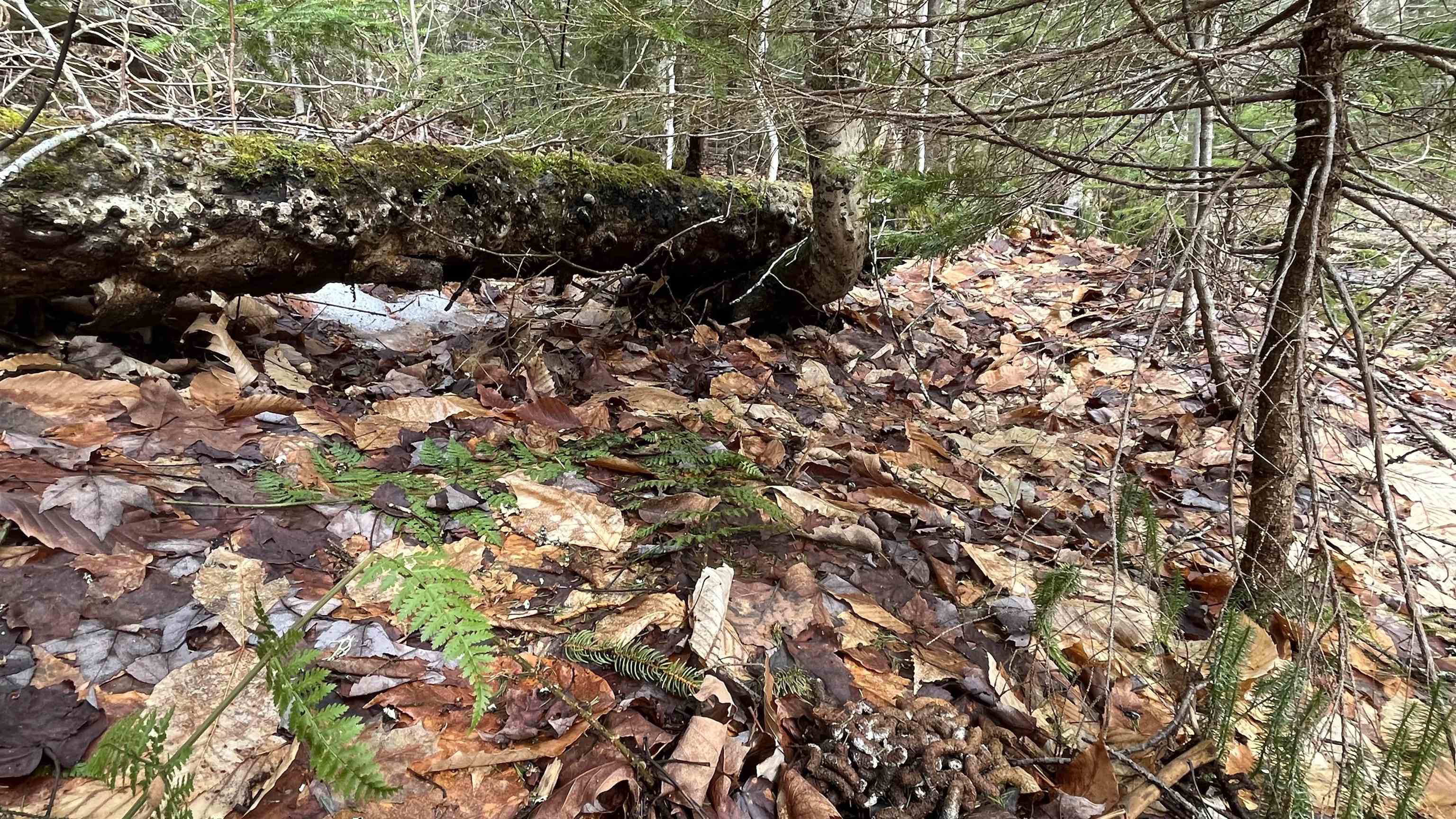 0 Route 155 Property Photo 25