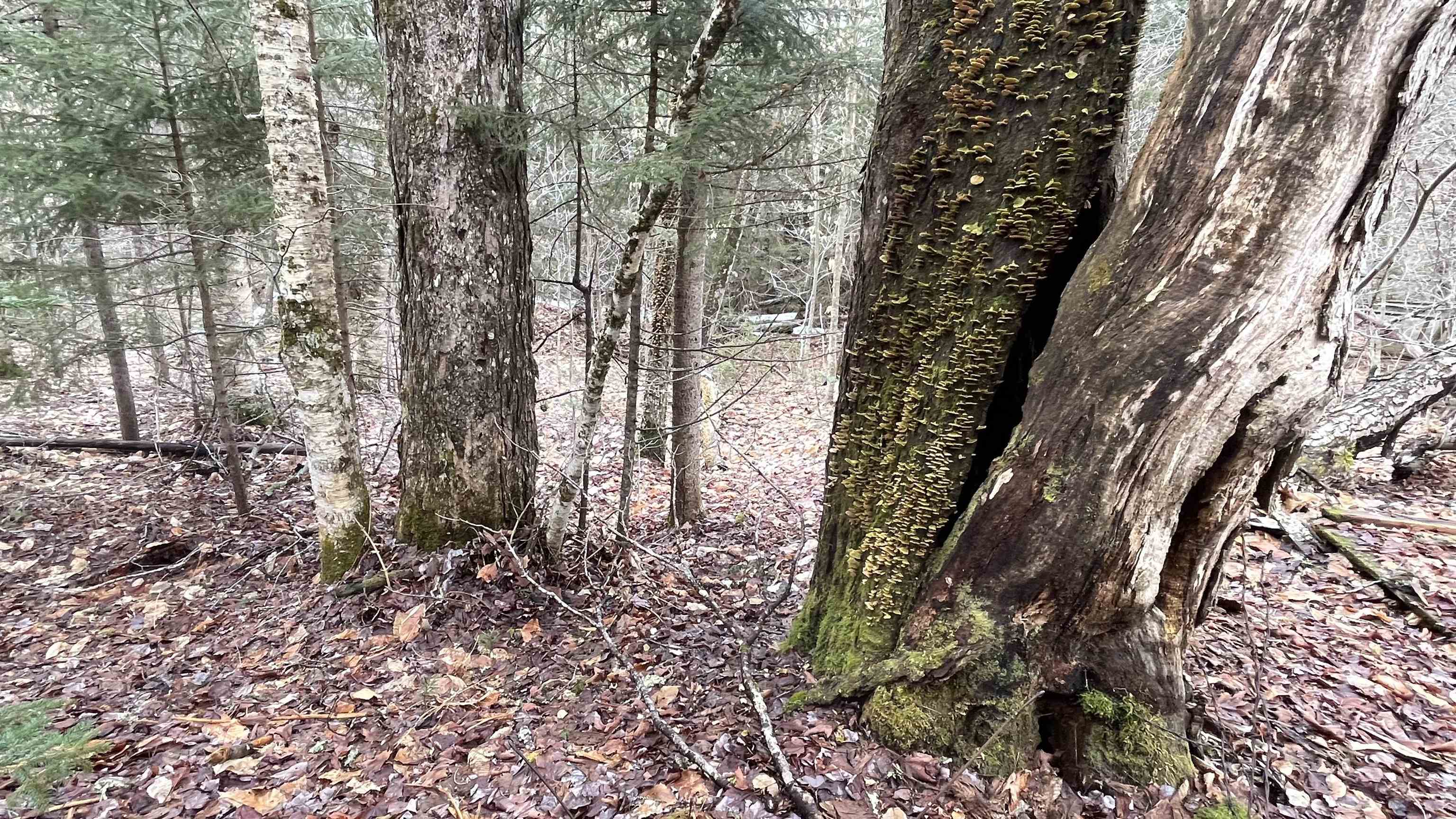 0 Route 155 Property Photo 27