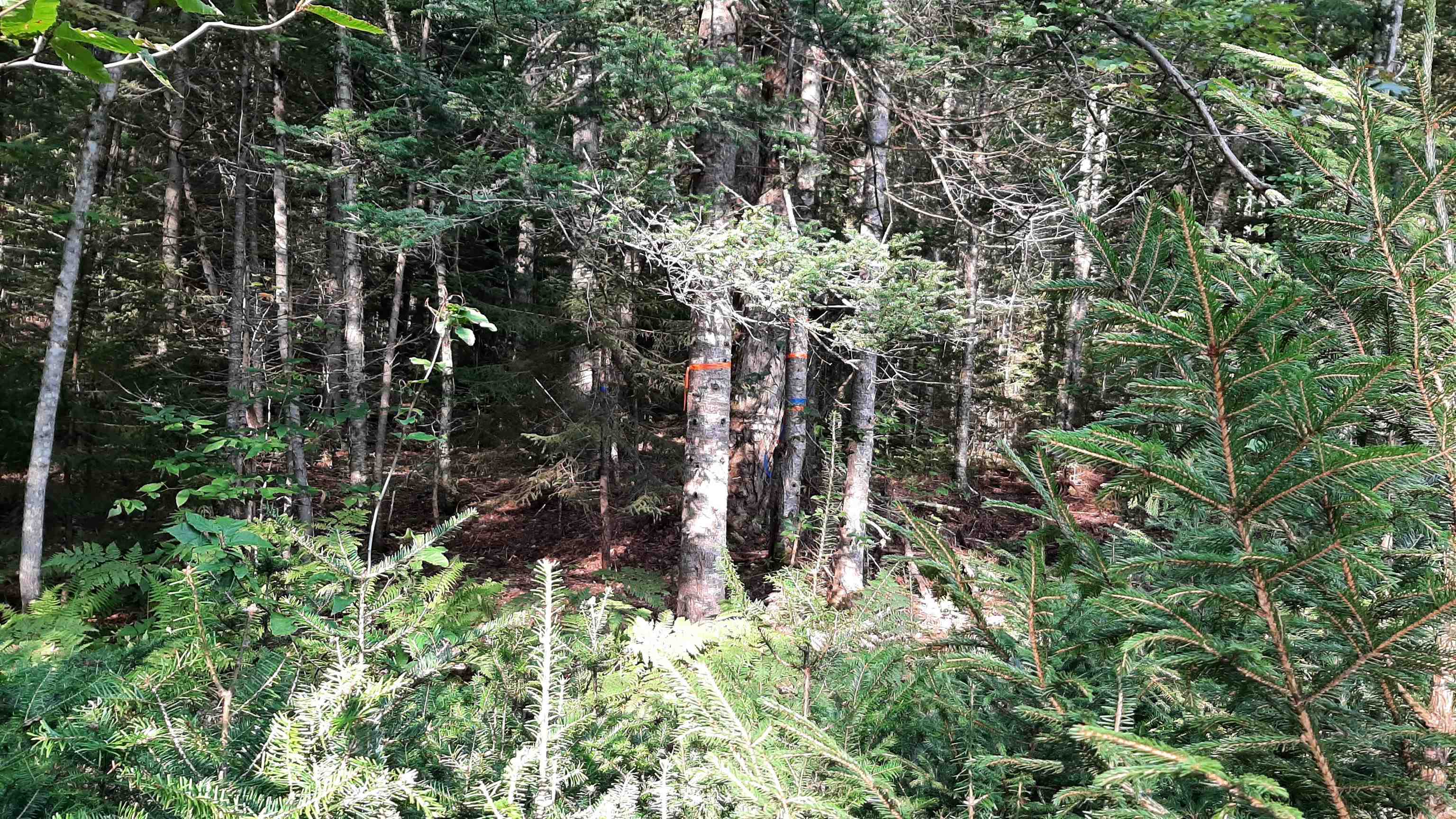 0 Route 155 Property Photo 31